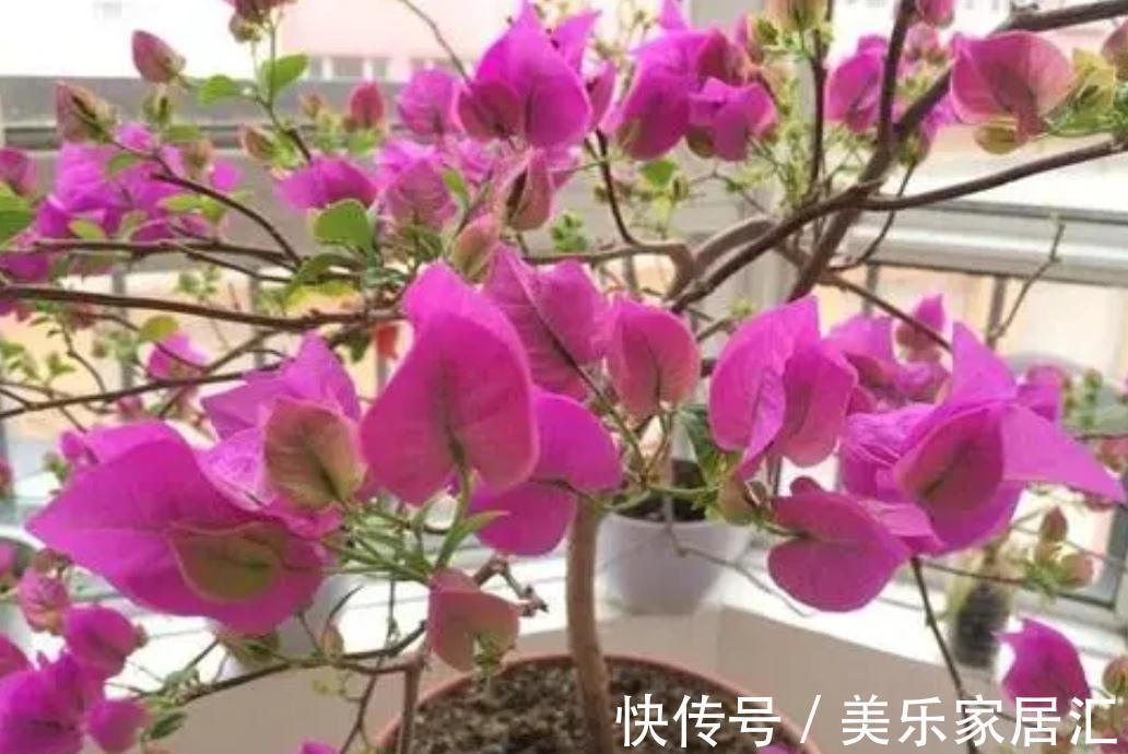 花友|三角梅冬天有“3怕2不喜”，别做错了，不然难越冬