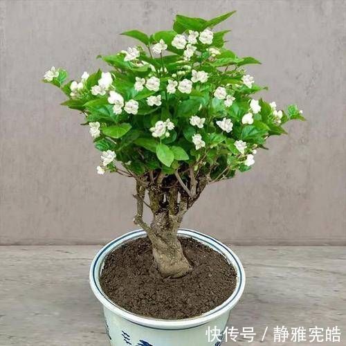 叶油绿|给茉莉花吃一颗鸡蛋,叶油绿,花量大,开花香,美极了