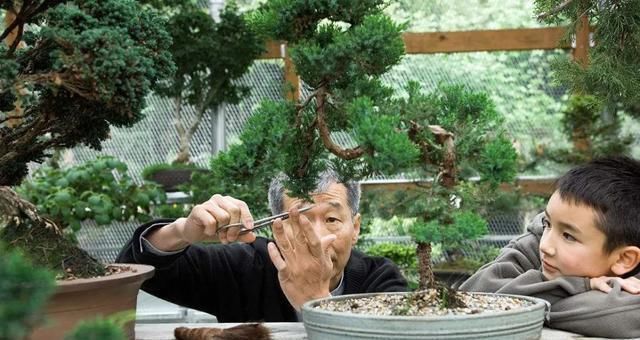 一盆九里香,阳台香飘飘,6款盆景造型玩法,哪一款受你青睐