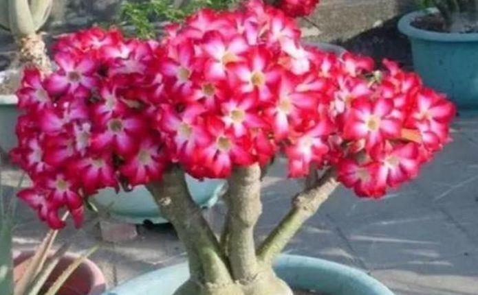 藤本|好养易活的几款花,沾点水就疯长,开花勤还爱爆盆,全年开花不停