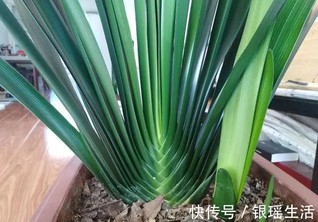 养花30年老花匠的5个“小秘方”赶紧学起来再也不怕养花出问题了