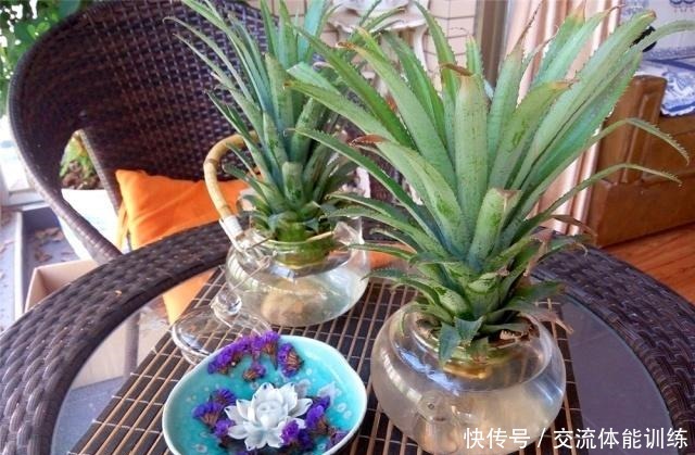 吃甘蔗和菠萝，把“尾巴根”留下，剥开皮埋盆里，7个月长满阳台！