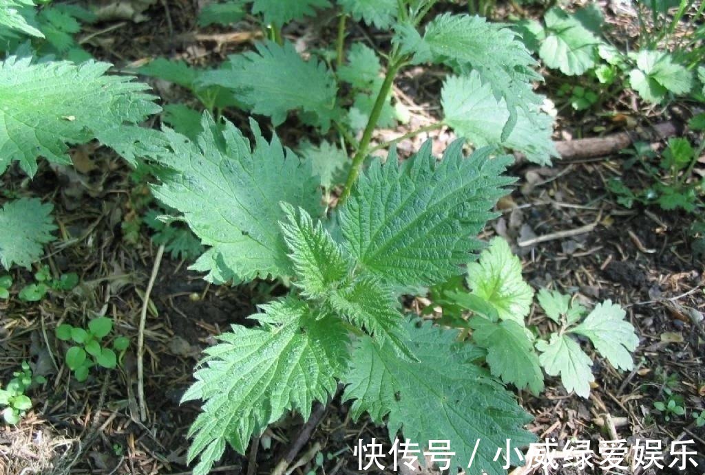 慢性皮肤病|农村的“咬人草”, 竟是“百草之王