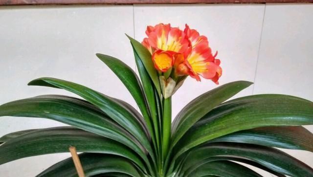 养君子兰用个窍门,不花钱也能种出十盆绿油油、开花多的君子兰