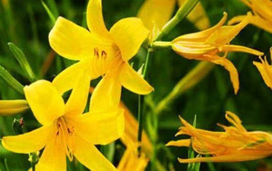 女性|聪明女性都在吃3种食物,营养丰富、延缓衰老,早吃早受益!