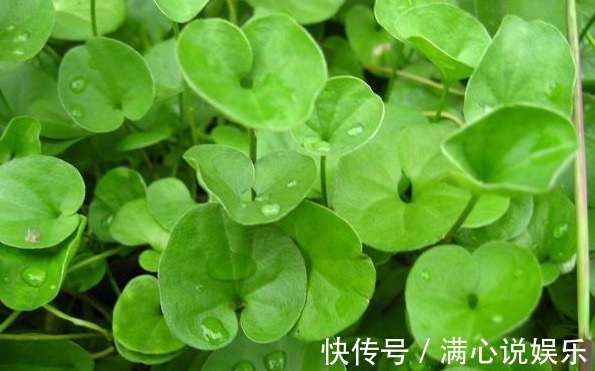 踩也踩不死的“野草”,长得像“铜钱草”,当做“吊兰”最好养