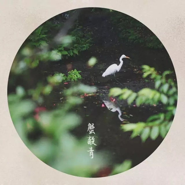 不知|金庸:情不知所起,一往情深