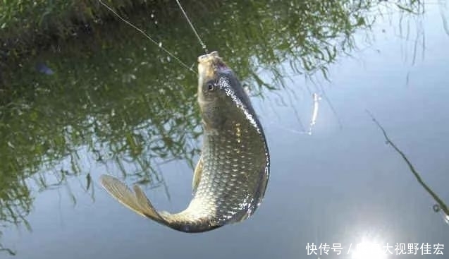 什么情况|滑铅钓法有什么优势?要在什么情况下使用?