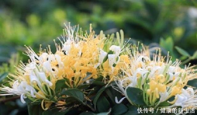 野生金银花,除了泡茶另有妙用,能治病救人,无奈常人却很少知道!