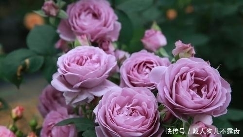 蓝色风暴月季有4怕,及时避开,开花多又美,浪漫又好看!