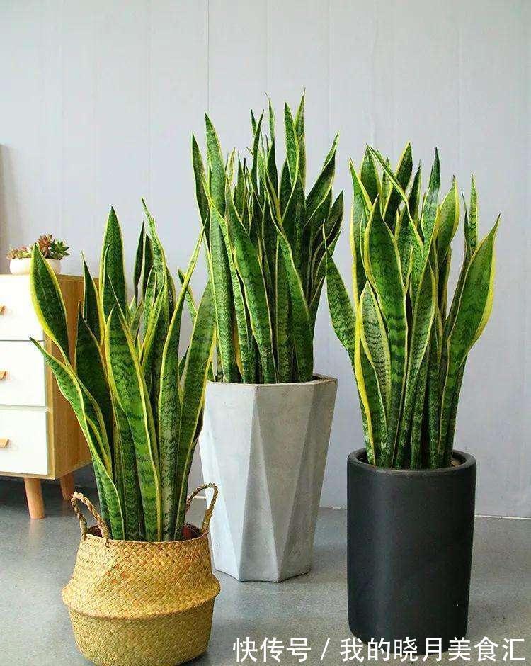 十种健康花,适合现在养,人养花花亦养人,越养空气越“干净”