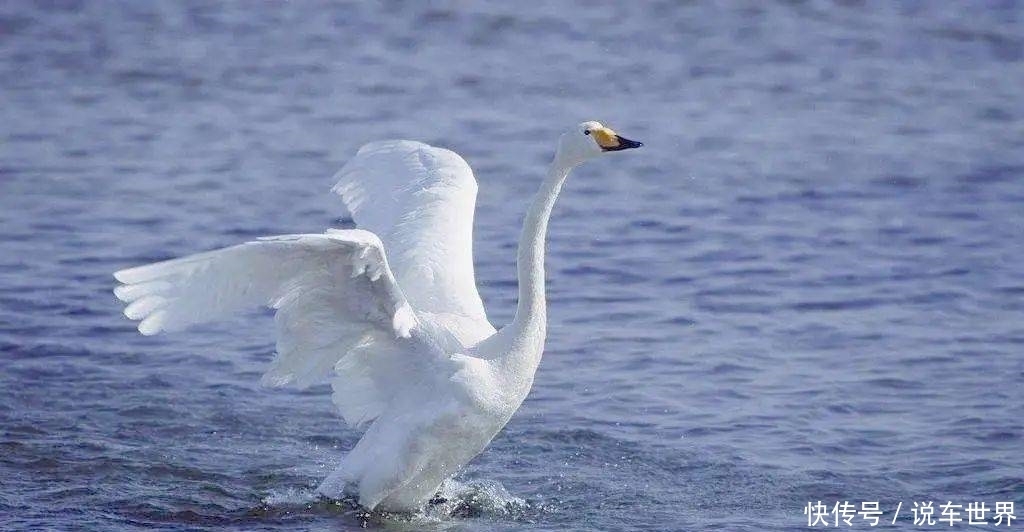 天鹅(枫林朗诵作品)|聆听| 天鹅