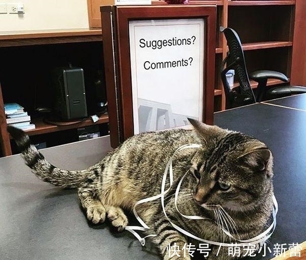 虎斑猫|大学聘请新图书管理员, 只卖萌不干活, 猫咪管理员吸引学生多读书