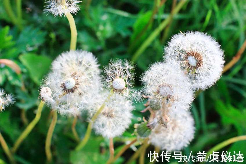 蒲公英|甲状腺结节想要缩小结节,多吃3物或有帮助,排第二的是个宝