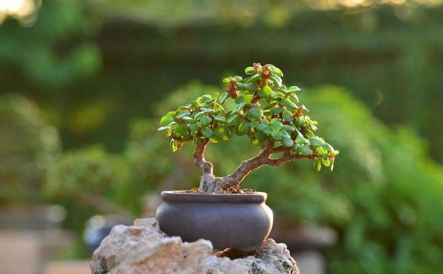 光照|金枝玉叶这么养,枝干苍劲有力,造型漂亮颜值高,变成盆景价值大