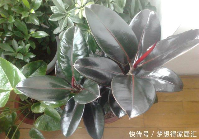 深受花友喜|这五种植物吸尘器,居家栽一盆,既能吸尘除污,又能净化空气