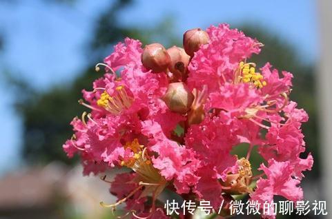 疑露堂前紫薇花两株，每自五月盛开，九月乃@谁说花无百日红，紫薇，从诗词里走出来