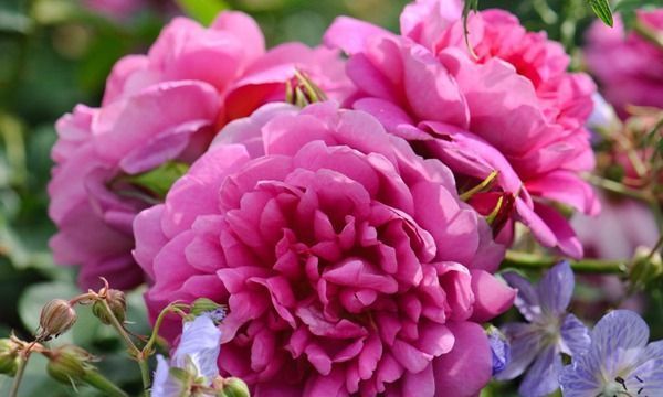 夫人|养花试试这几款,花朵美丽可以用来制作花篱笆和花墙