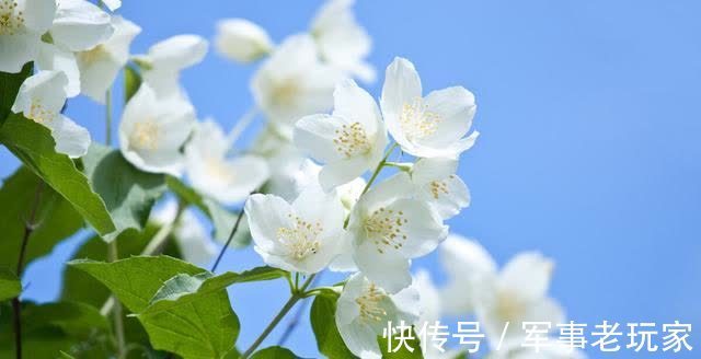 花朵|茉莉花的花期里，以下事情不能做，不然花苞会不停地脱落