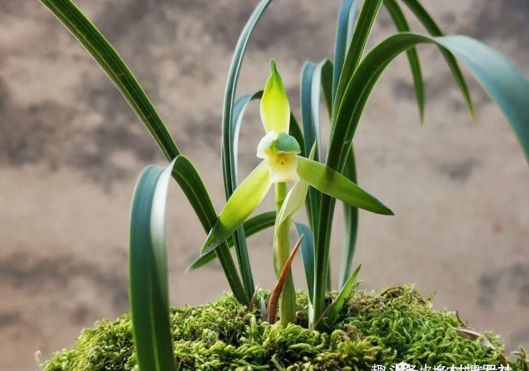 新手种植兰花,最容易犯的6大错,每一条都会影响兰花长势