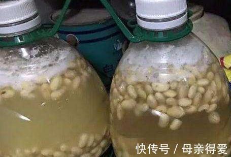 冬季养君子兰，浇上3种催花水，叶片翠绿，分分钟开花爆盆