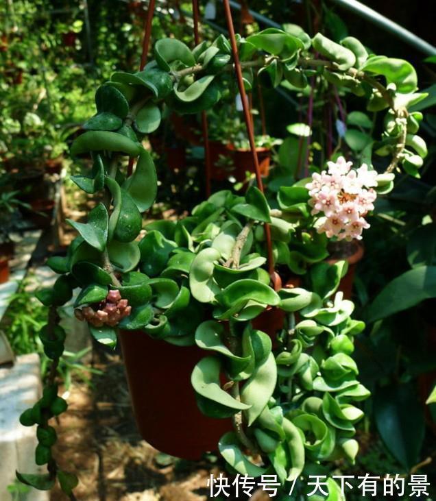 冬天最冷的时候,这5种花不要放室外,否则冻成腌菜了