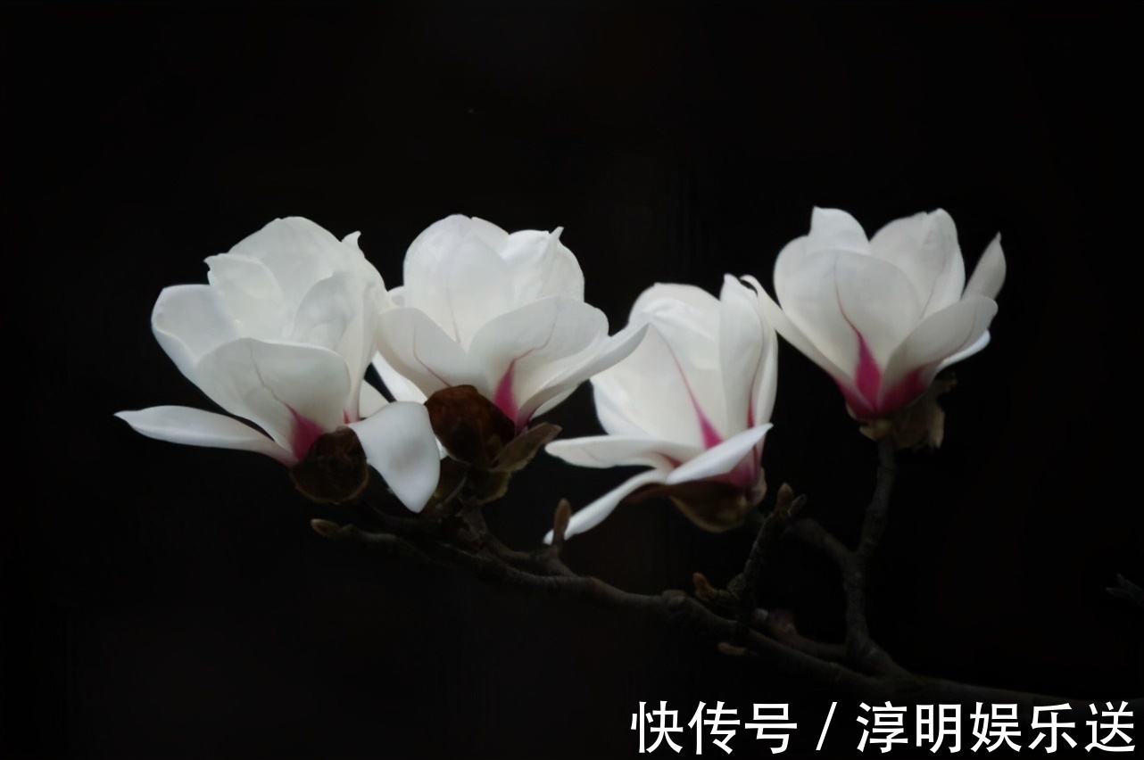 庭院|庭院栽种什么花卉树木比较好,赶快来了解一下吧