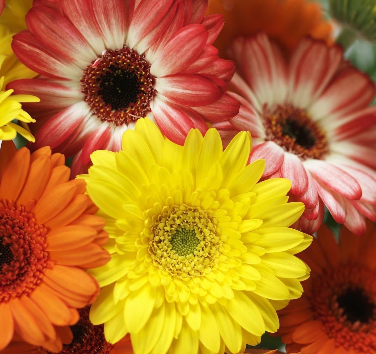 鸭脚木|这22款植物室内养护不但净化空气还吸甲醛,花友纷纷收藏