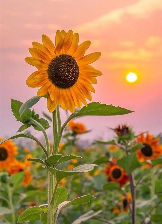 代金券|宫崎骏动漫“同款”!快来滁州这里打卡!