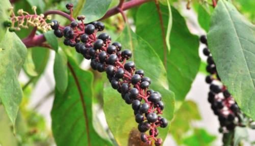 土人参|农村常见的“土人参”,能清热解火,解毒散瘀,降血压,你认识吗