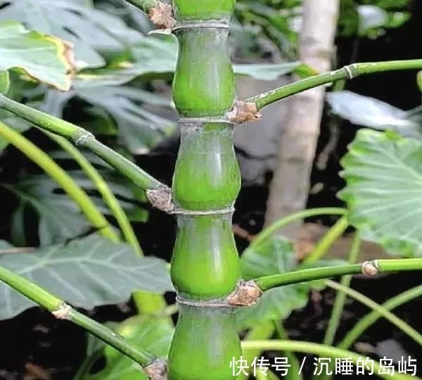 桂竹|26种 · 竹子大全