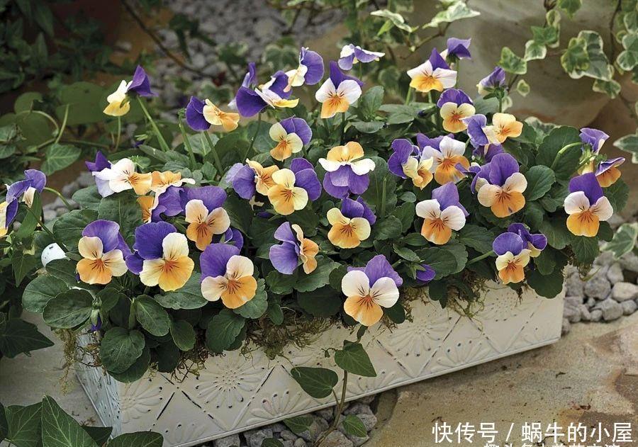 不同环境适合养的盆栽花卉,选合适自己的开花植物很重要