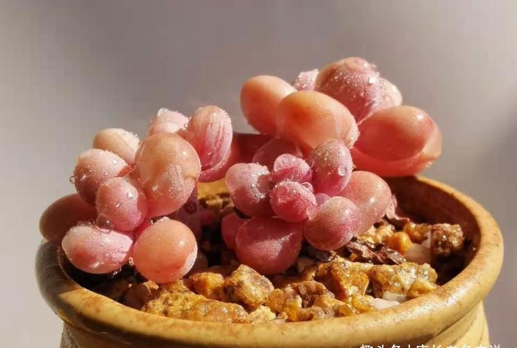 多肉桃蛋砍头?何必下如此狠手!是遇到这“4情况”必须要砍吗?