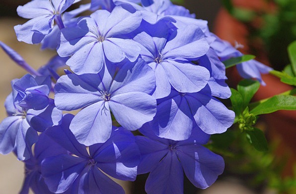 喜欢养花，不如养盆丁香，花色清新又美丽，花开烂漫惹人爱