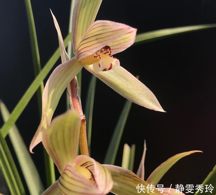 干枯|兰花翻盆:两花不翻、两水不浇、两肥不施,你做对了吗