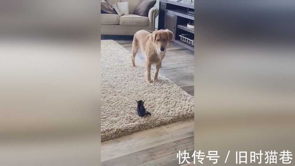 |大金毛第一次看到小奶猫,举动超搞笑:这是什么玩意?