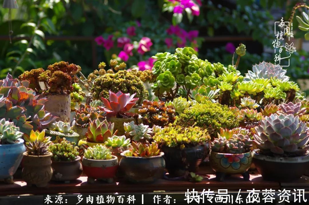 夏天|夏天日晒雨淋,秋老虎来势汹汹,你的多肉准备好逆袭了吗
