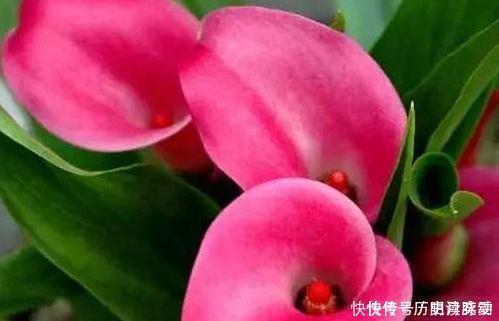 养花|养花养个花期长的,花大色艳,四季繁花似锦,美极了