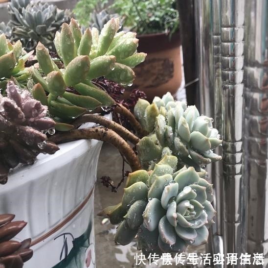 白牡丹|5种超级好养的多肉,如果初次接触多肉,建议不要错过!