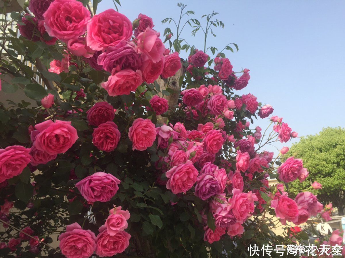 农村人的院子超上档次，种花不在多，关键是选好品种