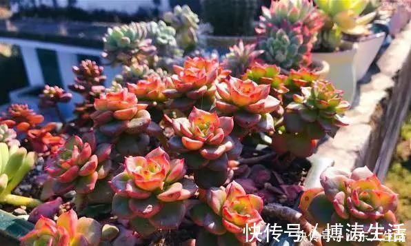 李大姐养多肉10多年,总结6个好品种,新手也能养成“漂亮老桩”