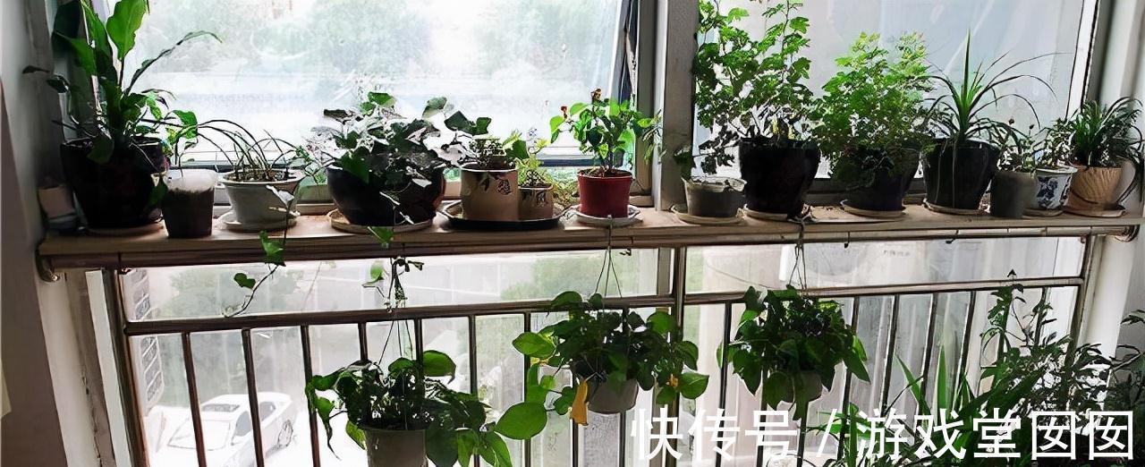 在家中这三个地方乱养花,说了也不听,难怪植物黄叶又烂根