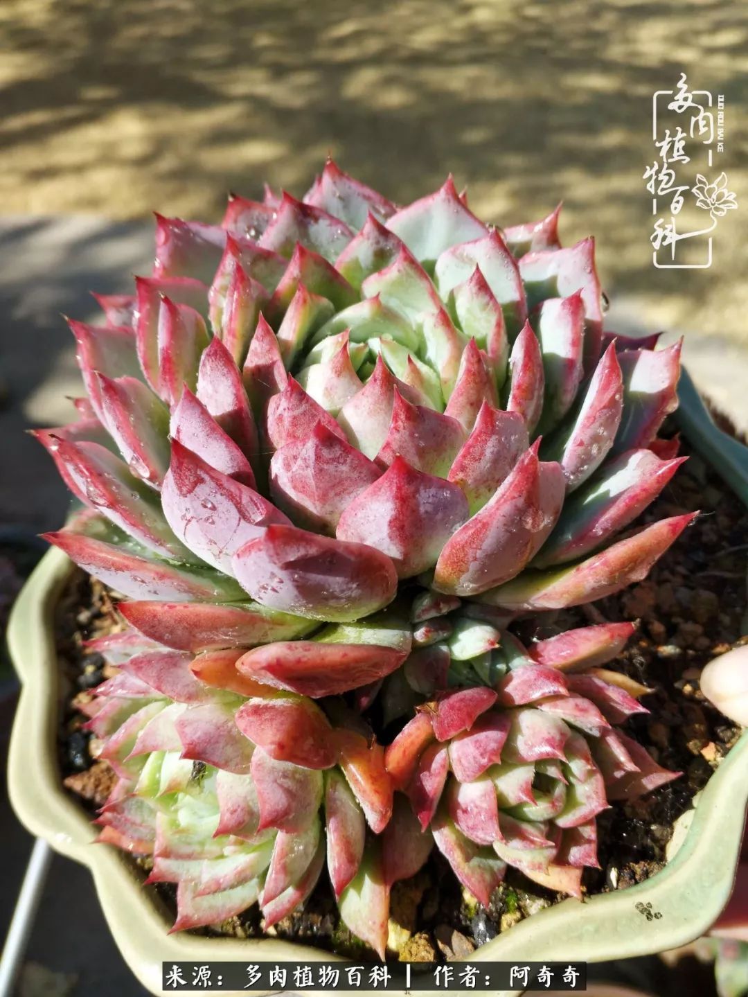 静心养多肉,只是为了在成人的世界里随波不逐流!