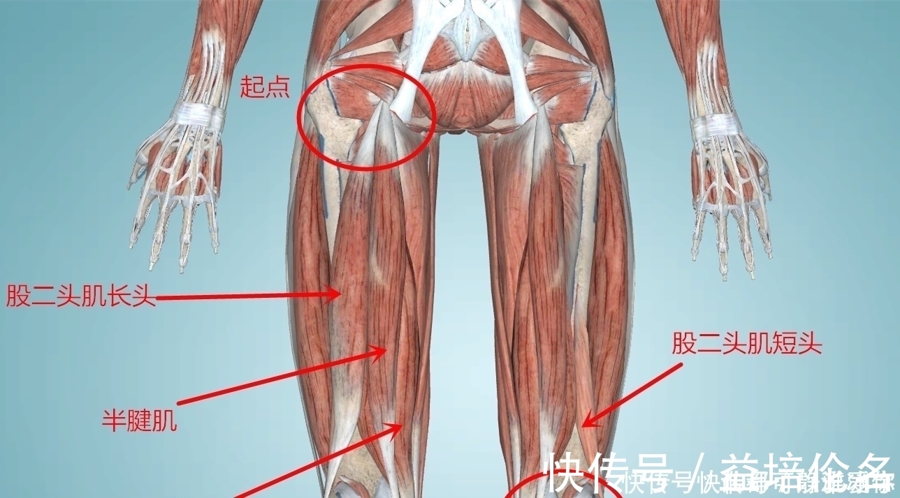 骨盆|只用板凳就能健身,用这5个动作锻炼下肢,每一个都是增肌神器