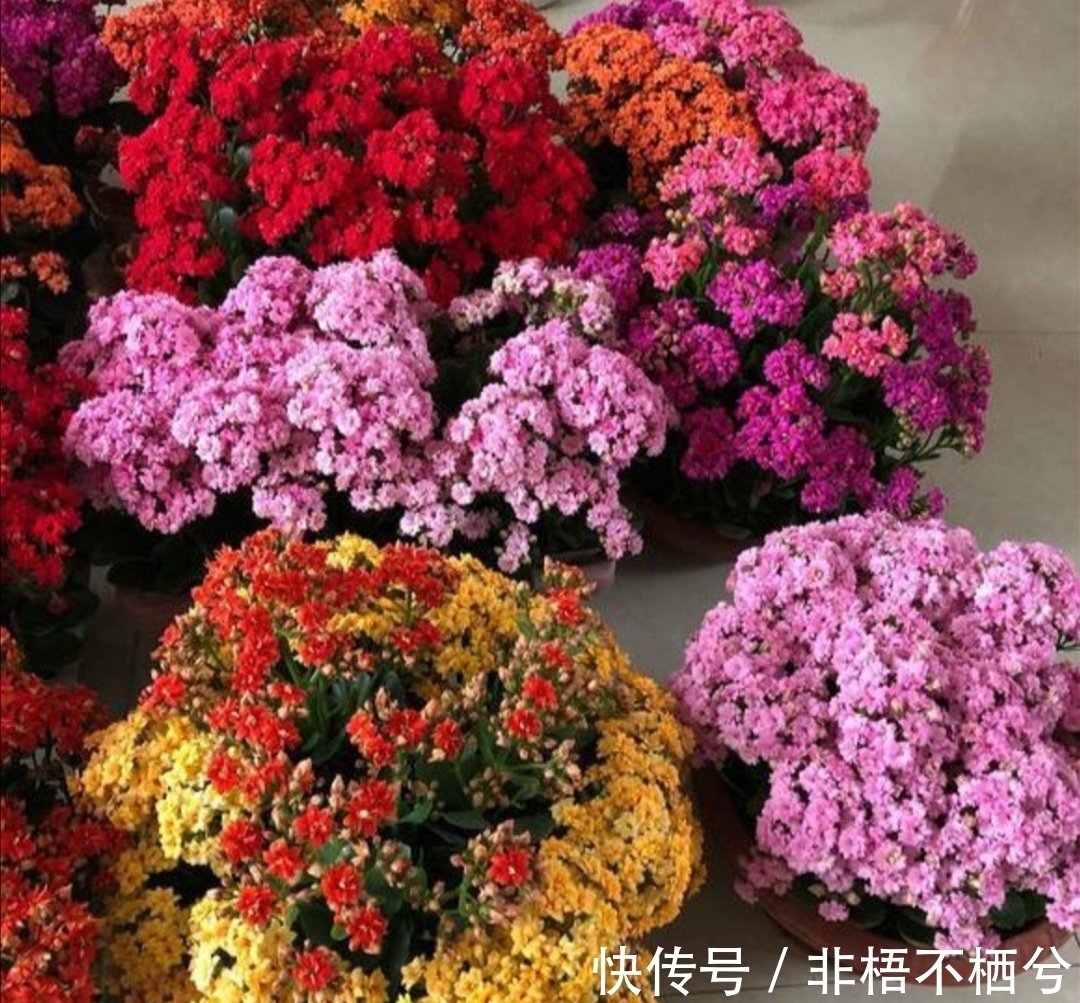 哪些花开花漂亮,花期又长?推荐5种花期超长的花卉