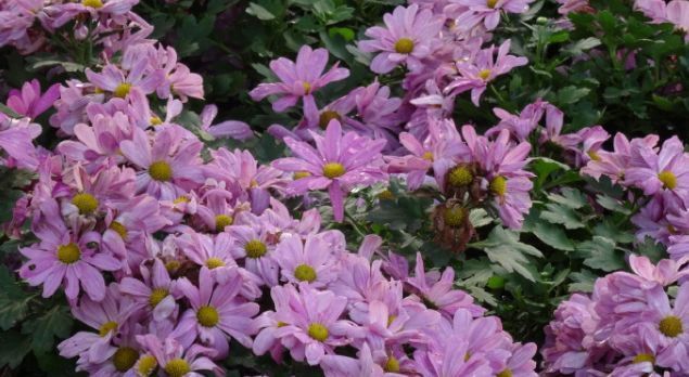 喜欢菊花，不如养盆优良名菊‘花洒玖瑰’花色靓丽，美丽淡雅！