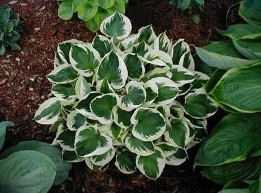 观叶类|她家从不养绿萝,就养4种“颜值花”,叶子比花还好看