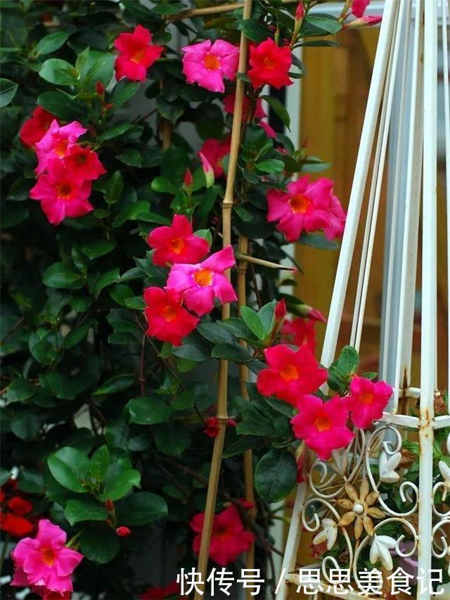 这花一开就是大半年,枝条沾水就活,根比萝卜还粗