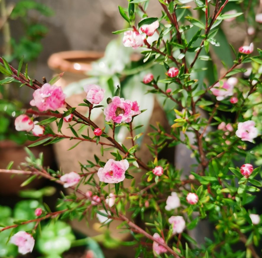  稀罕|松红梅您养过吗？花型精致，一花多色，年宵花里的“稀罕货”