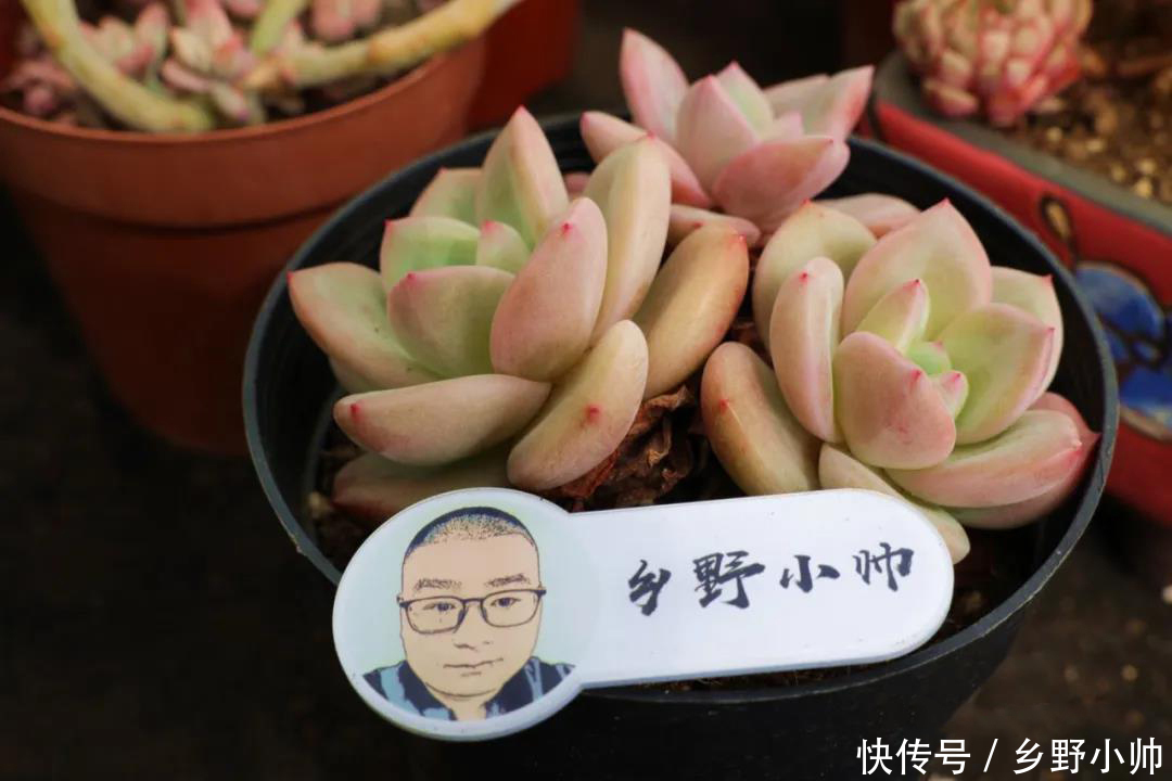 多肉|这几种肉肉耐高温,休眠时间短,喜欢多肉的你值得拥有